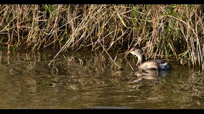 Little Grebe