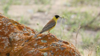 Black-headed Bunting