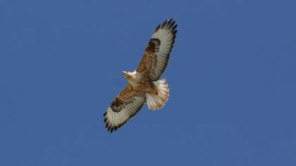 Long-legged Buzzard