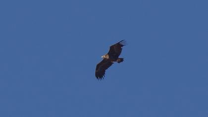 Cinereous Vulture