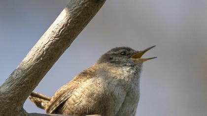 Eurasian Wren