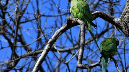Rose-ringed Parakeet