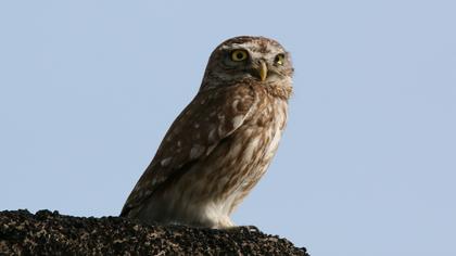 Little Owl