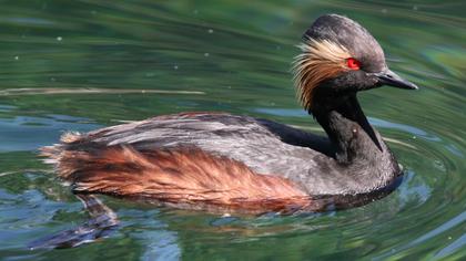 Black-necked Grebe