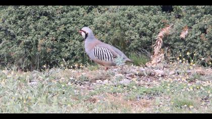 Chukar Partridge