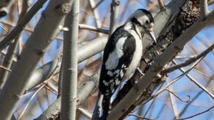 Syrian Woodpecker