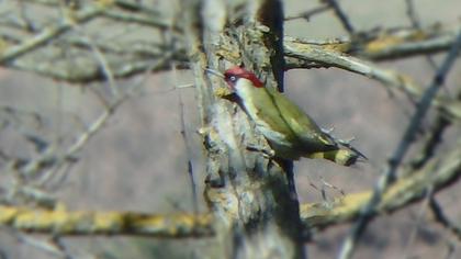European Green Woodpecker