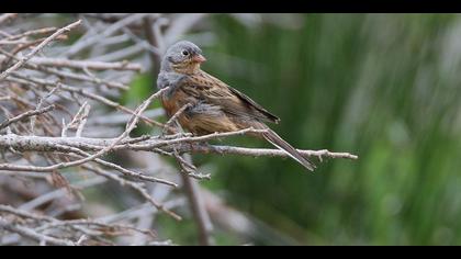 Cretzschmar`s Bunting