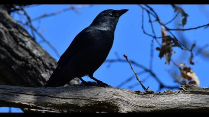 Western Jackdaw