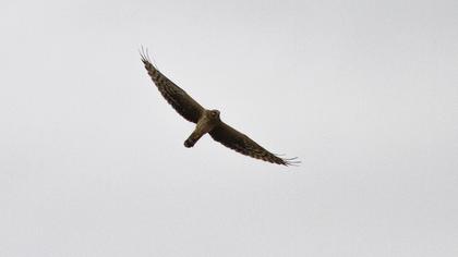 Hen Harrier