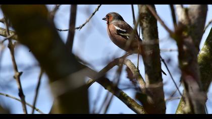 Common Chaffinch