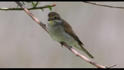 Red-backed Shrike