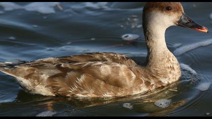 Red-crested Pochard