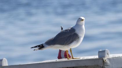 Yellow-legged Gull