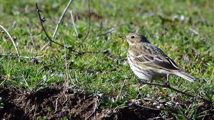 Meadow Pipit