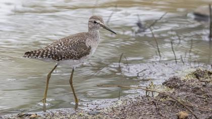 Wood Sandpiper