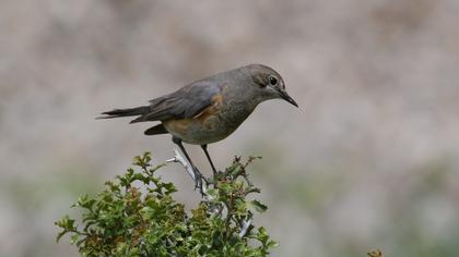 White-throated Robin