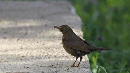 Common Blackbird