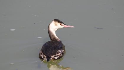 Great Crested Grebe