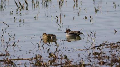 Eurasian Teal