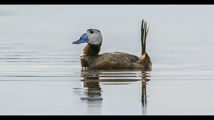 White-headed Duck