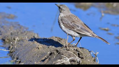 Water Pipit