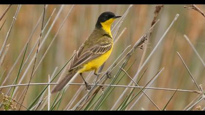 Western Yellow Wagtail