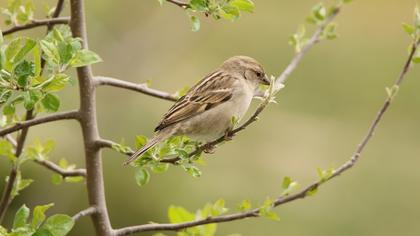 House Sparrow