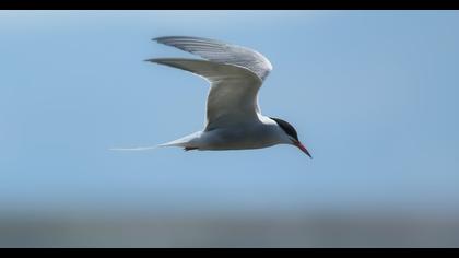Common Tern