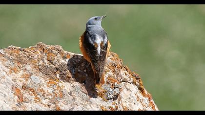 Common Rock Thrush