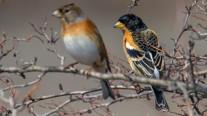 Brambling