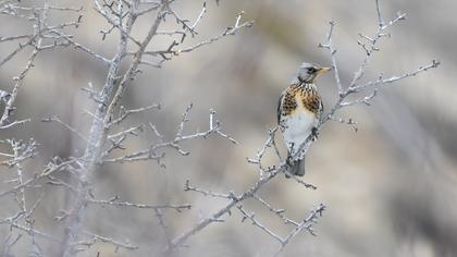 Fieldfare