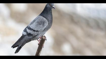 Rock Dove