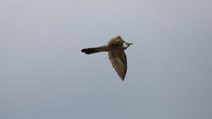 Common Cuckoo