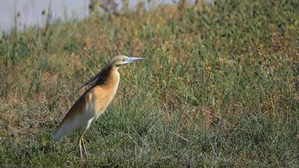Squacco Heron