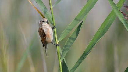 Eurasian Penduline Tit