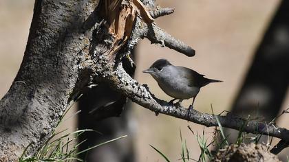 Eurasian Blackcap