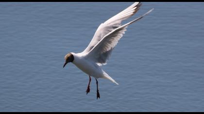 Black-headed Gull