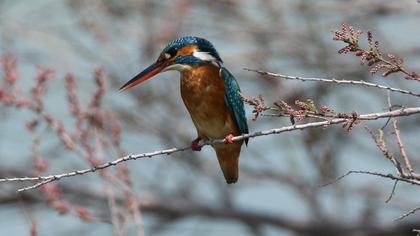 Common Kingfisher