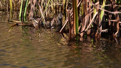 Common Moorhen