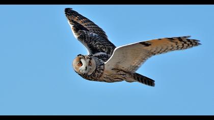 Long-eared Owl
