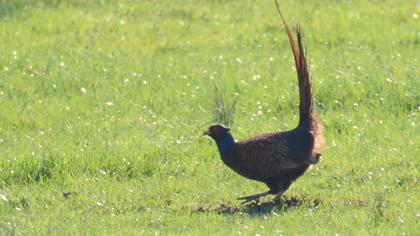 Common Pheasant