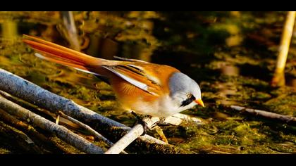 Bearded Reedling