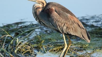 Purple Heron