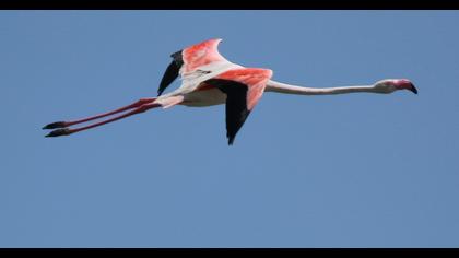 Greater Flamingo