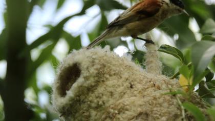 Eurasian Penduline Tit