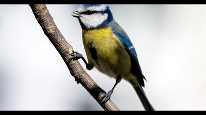 Eurasian Blue Tit