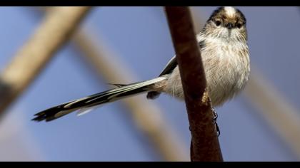 Long-tailed Tit