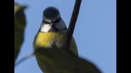 Eurasian Blue Tit