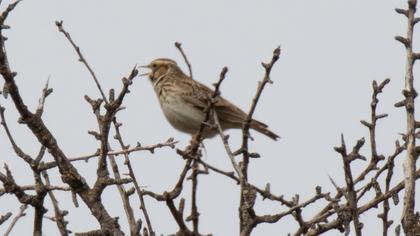 Woodlark
